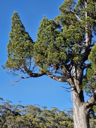 Image of Pencil Pine (Athrotaxis cupressoides) by (c) ronavery, some rights reserved (CC BY)