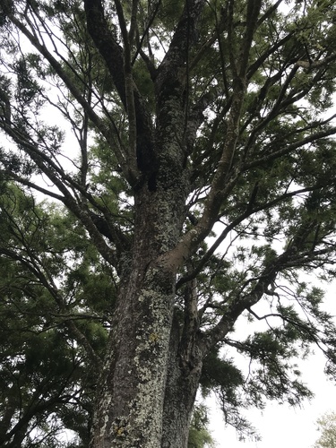 Foto de Kowhai