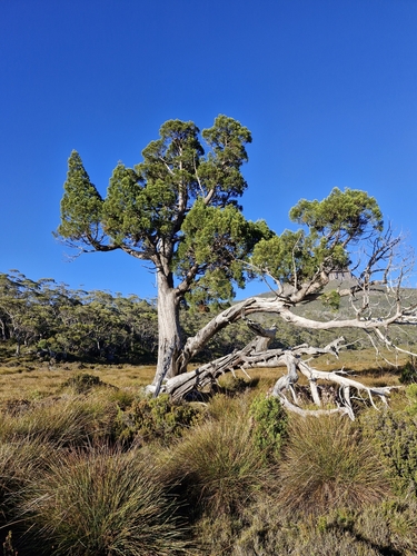 Image of Athrotaxis cupressoides by (c) ronavery, some rights reserved (CC BY)