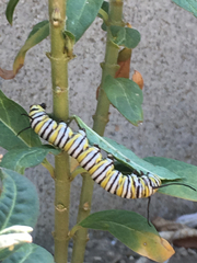 Danaus plexippus