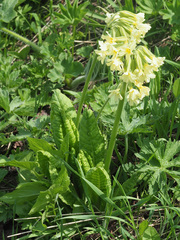 Primula ruprechtii