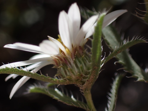 Texas Tansy-aster (Xanthisma blephariphyllum)