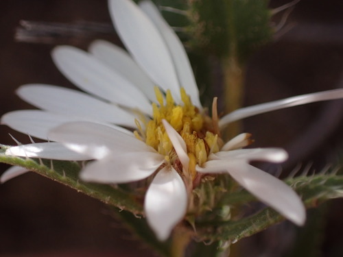 Image of Xanthisma blephariphyllum by (c) Jared Shorma, some rights reserved (CC BY)