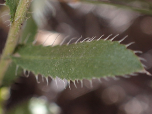 Image of Xanthisma blephariphyllum by (c) Jared Shorma, some rights reserved (CC BY)