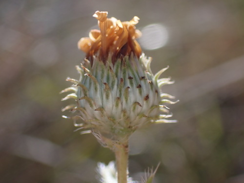 Image of Xanthisma blephariphyllum by (c) Jared Shorma, some rights reserved (CC BY)