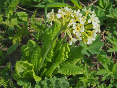 Primula ruprechtii