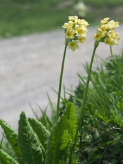 Primula ruprechtii