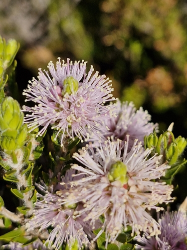 Image of Melaleuca squamea by (c) ronavery, some rights reserved (CC BY)