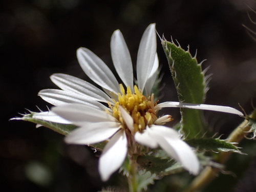 Image of Xanthisma blephariphyllum by (c) Jared Shorma, some rights reserved (CC BY)