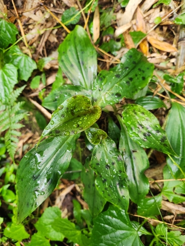 Goodyera grandis iNat (1)