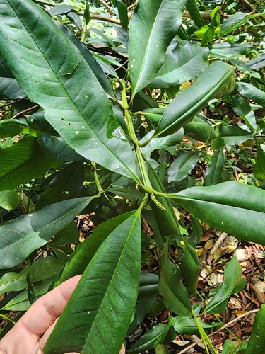 Vochysia guatemalensis (Vochysia guatemalensis)