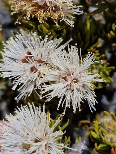 Image of Melaleuca squamea by (c) ronavery, some rights reserved (CC BY)