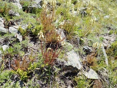 Pedicularis contorta