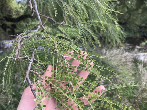 Foto de Kowhai