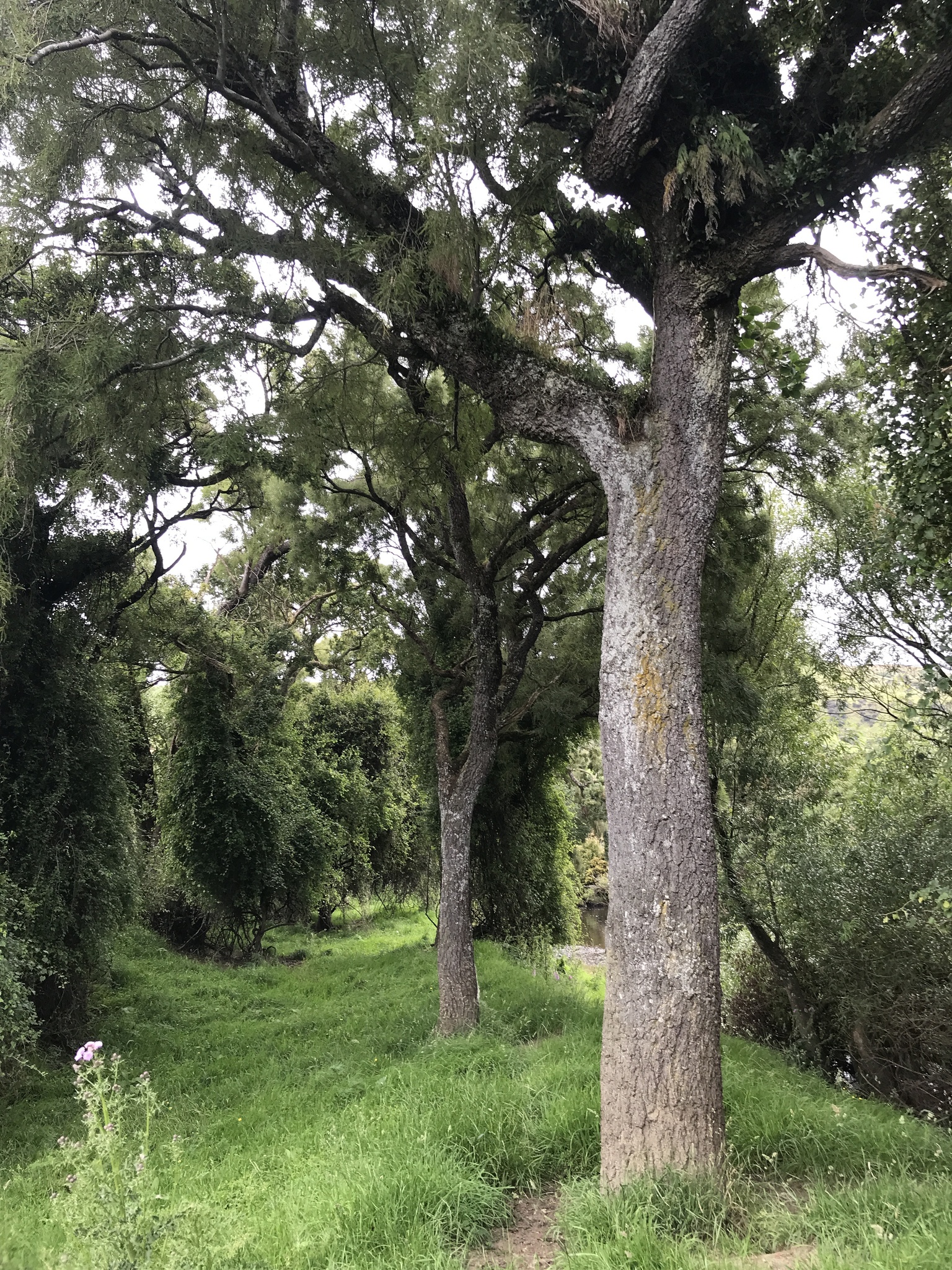 Imagem de Kowhai