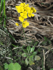 Draba hispida