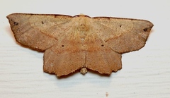 Euchlaena deplanaria