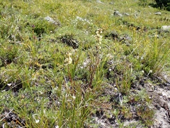 Pedicularis contorta