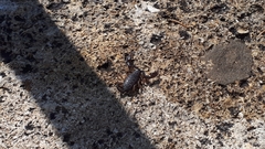 Euscorpius flavicaudis