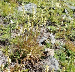 Pedicularis contorta