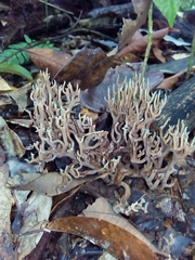 Phaeoclavulina cyanocephala