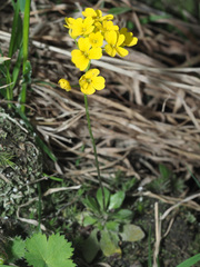 Draba hispida
