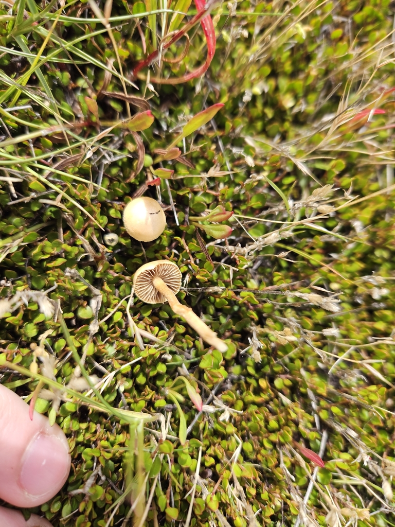 Agrocybe pediades · January 2025 · photo: © tyler_mcbeth (iNaturalist, cc-by-nc)