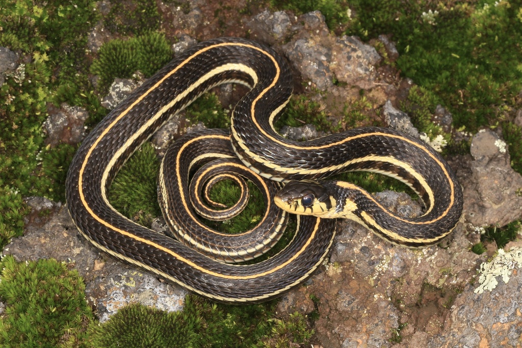Yellow-throated Garter Snake