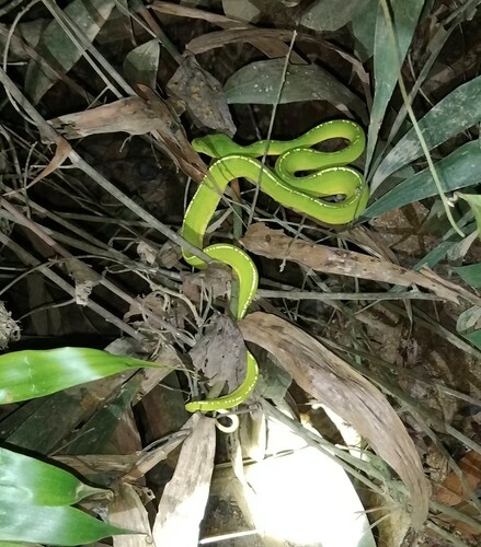 Southern Green Python sighting