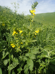 Rhynchocorys elephas