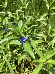 Hydrolea quadrivalvis