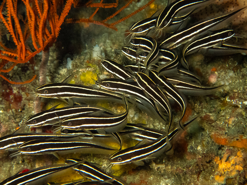 Striped Eel Catfish (Plotosus lineatus)