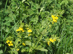 Rhynchocorys elephas