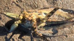 Lethocerus annulipes