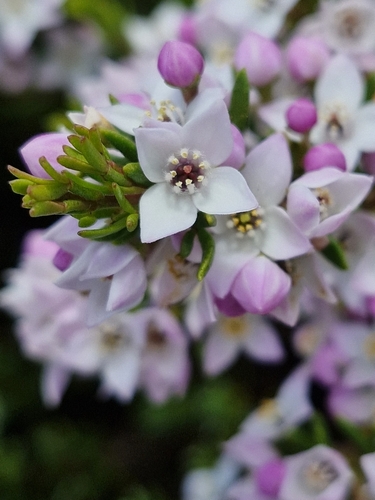 Image of Lemon-Scented Boronia (Boronia citriodora) by (c) ronavery, some rights reserved (CC BY)