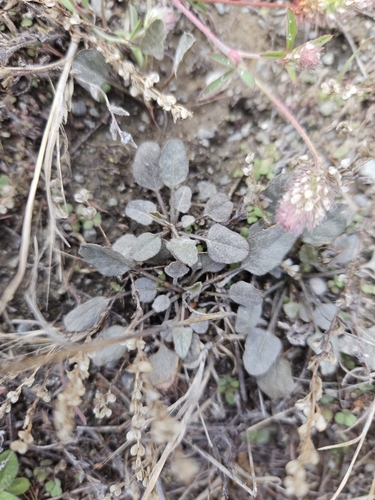 Convolvulus verecundus, photograph 2