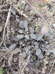 author not stated, no rights reserved Convolvulus verecundus, photograph author not stated, no rights reserved
