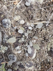 Convolvulus verecundus
