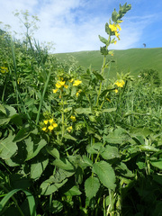 Rhynchocorys elephas