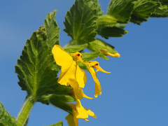 Rhynchocorys elephas