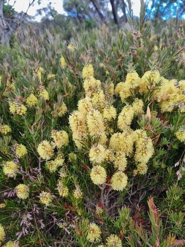 Image of Melaleuca pityoides by (c) Jane Canaway, some rights reserved (CC BY)