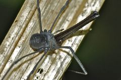 Pantopsalis albipalpis