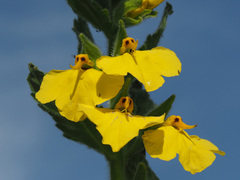 Rhynchocorys elephas