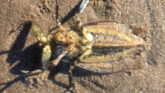 Lethocerus annulipes