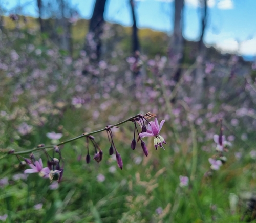 Image of Arthropodium milleflorum by (c) Jane Canaway, some rights reserved (CC BY)