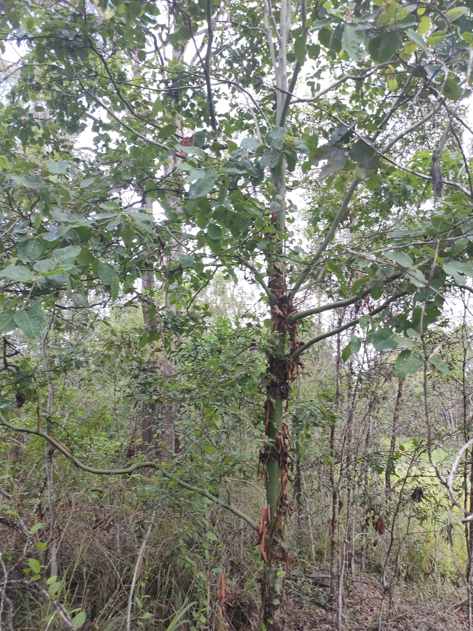 Imagem de Eucalipto-de-corymbia