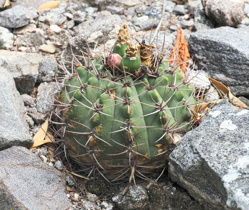 Gymnocalycium nigriareolatum