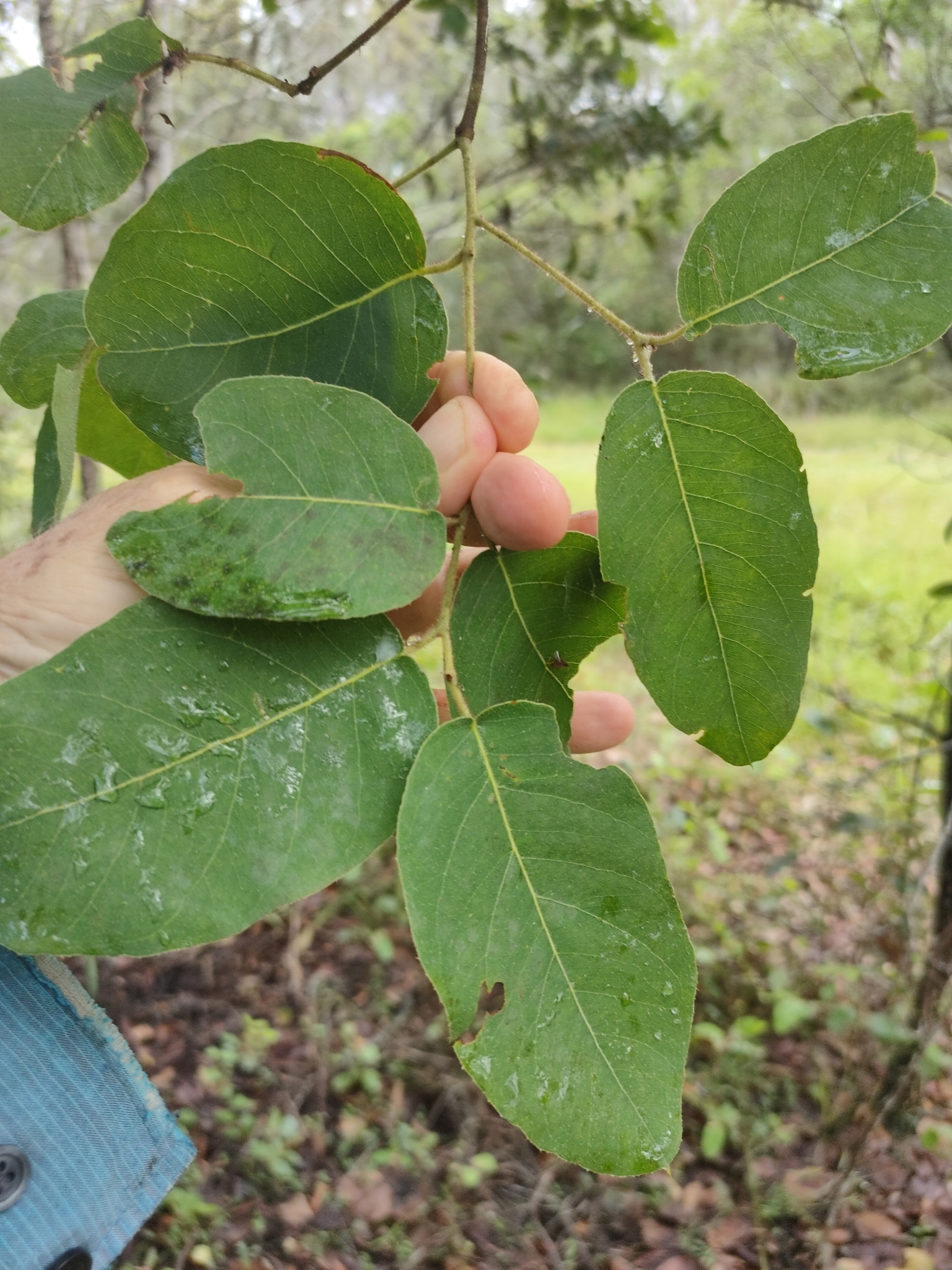 Imagem de Eucalipto-de-corymbia