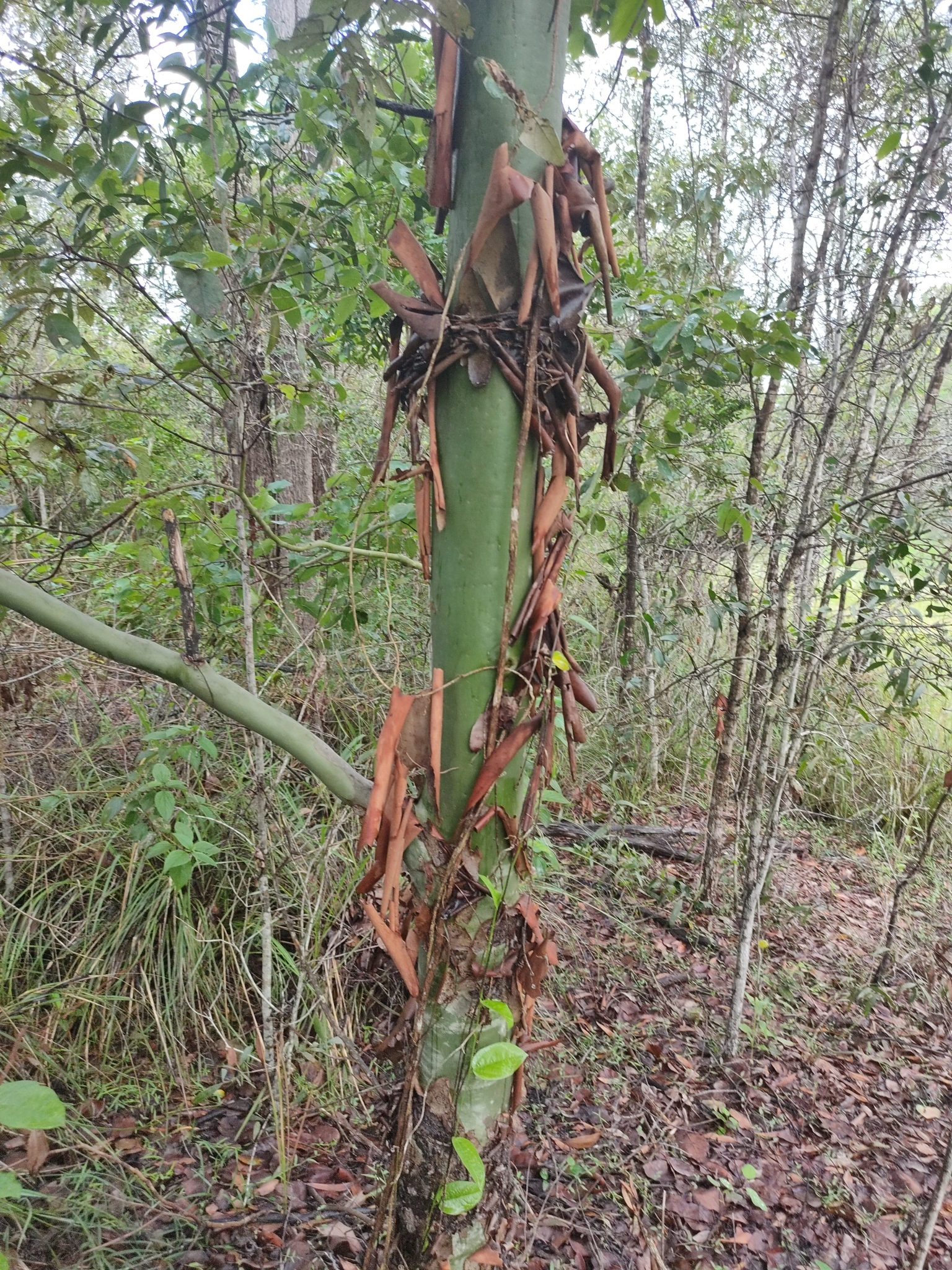 Imagem de Eucalipto-de-corymbia