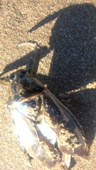 Lethocerus annulipes